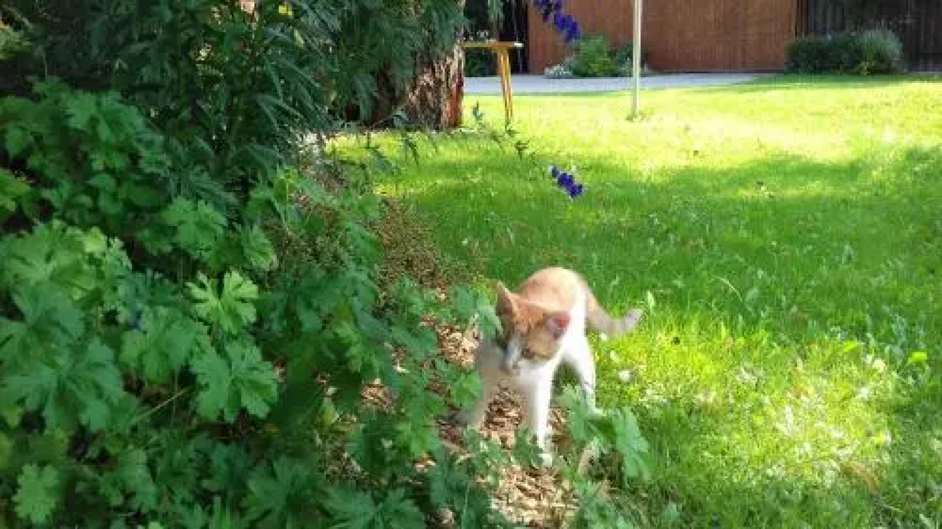 Ferienhaus Zwickelreith