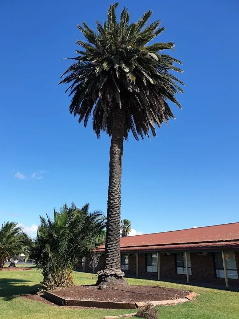 Finley Palm Motor Inn