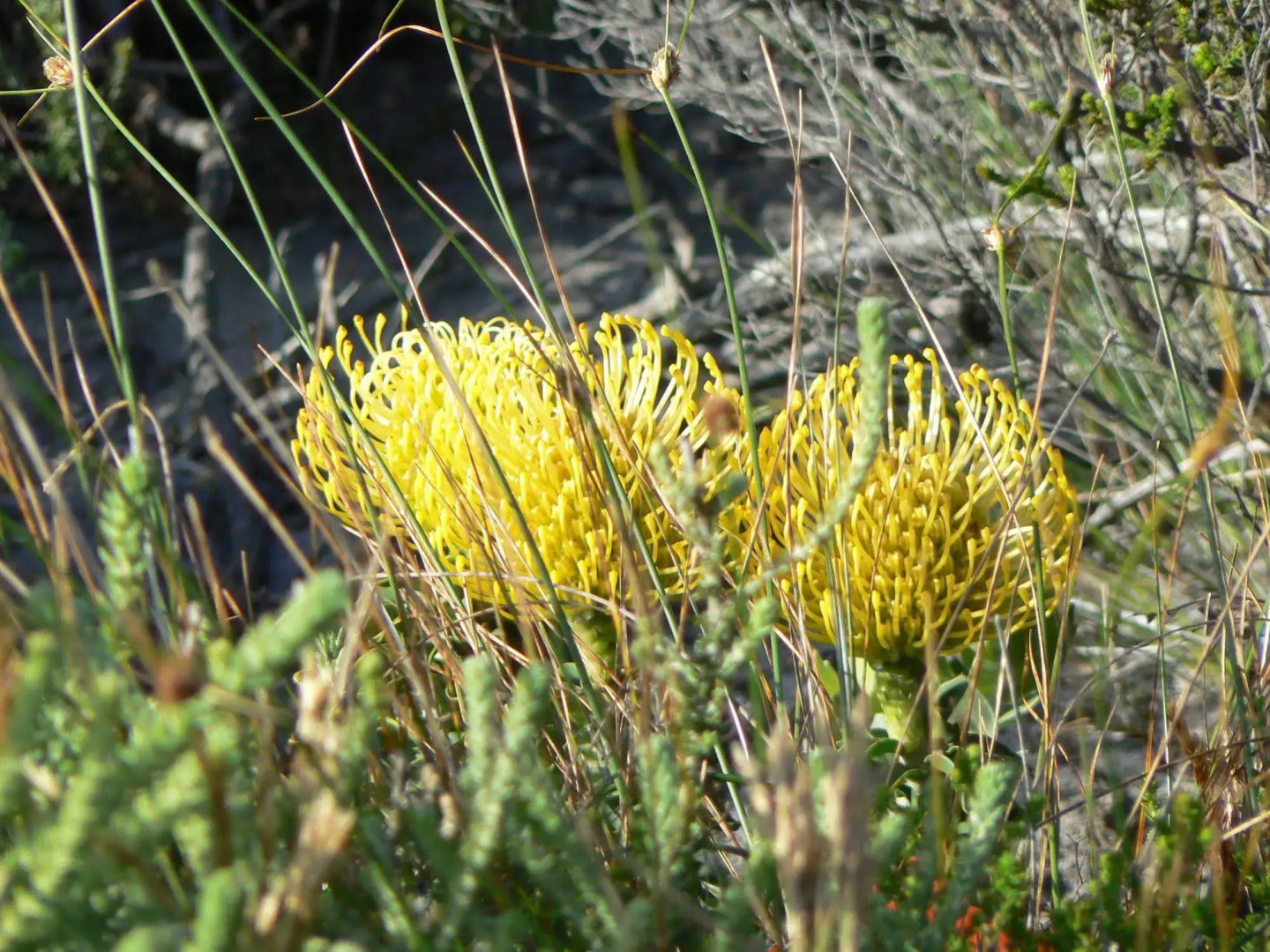 Van den Bergs Guesthouse B&B