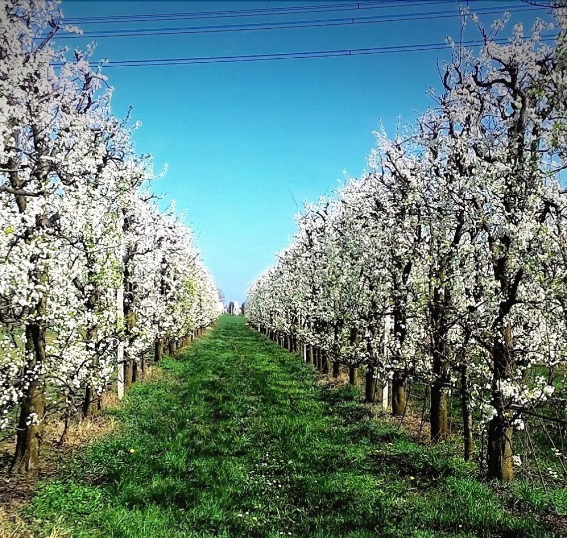 Agriturismo Borgo del Taglio