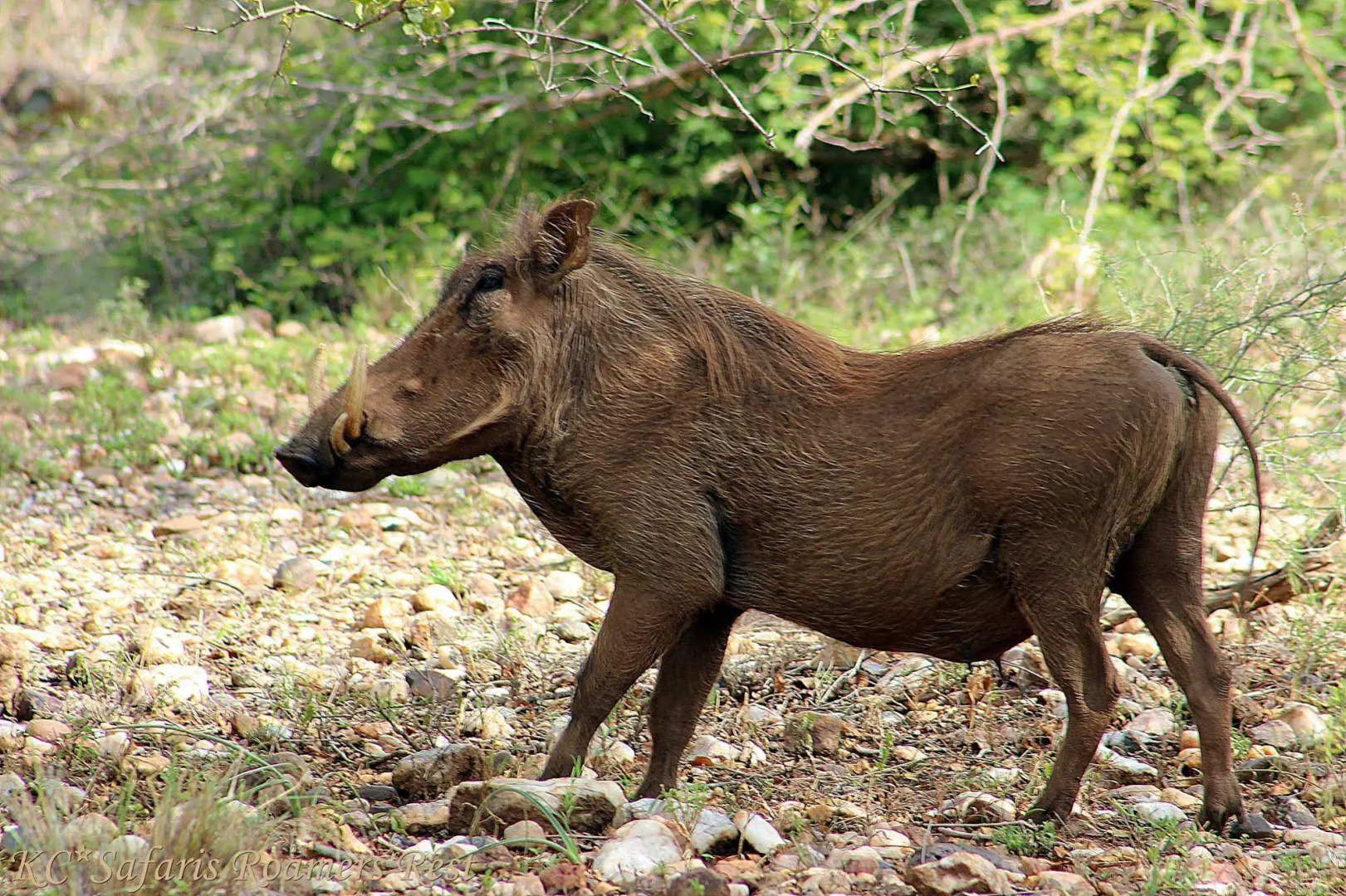 Roamers Rest Safari Lodge