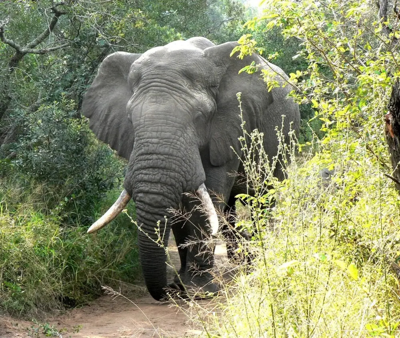 Amanzimlotzi Riverside Bush Camp