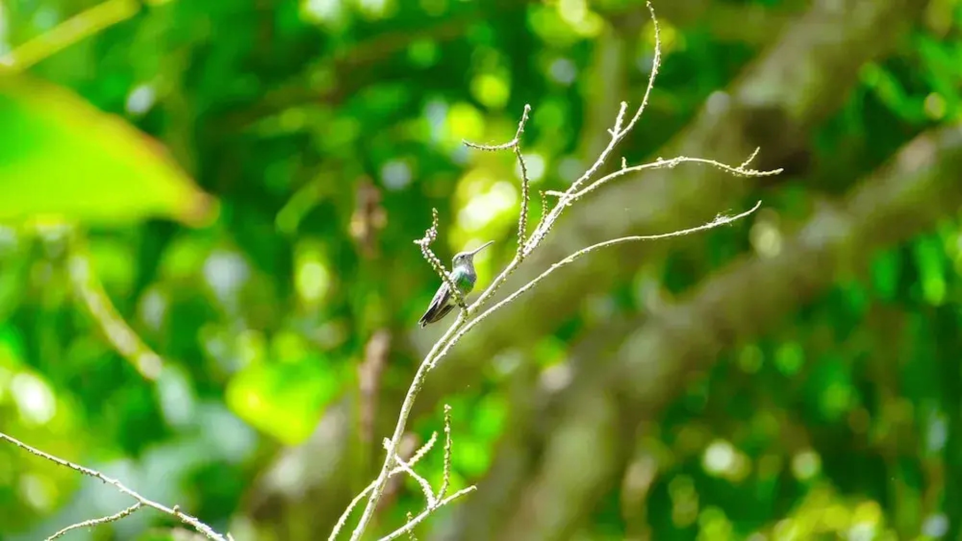 Cordillera Escalera Ecolodge