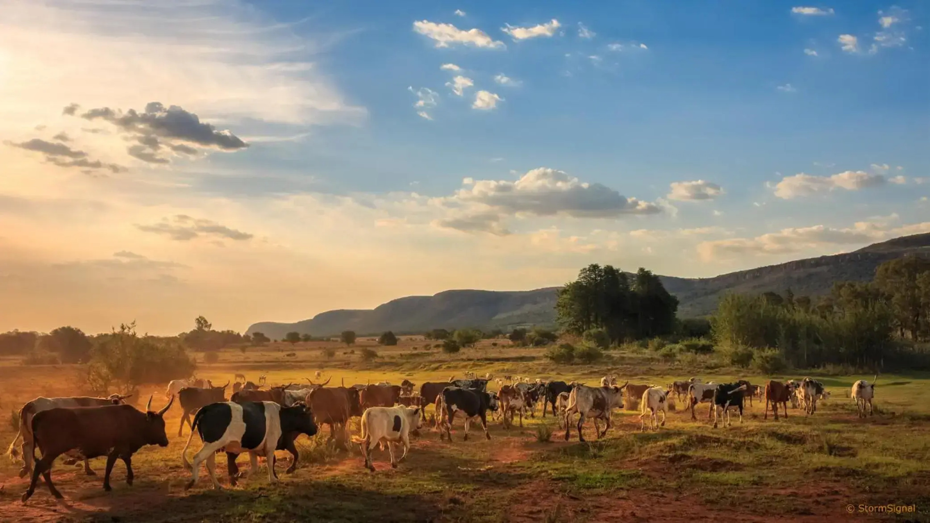 Thaba Manzi Ranch