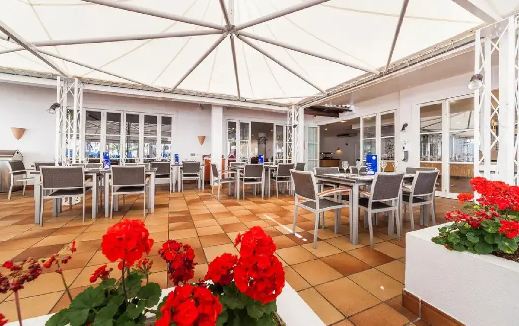 Globales Bouganvilla