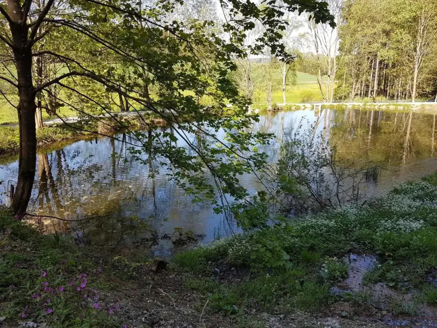 Grüne Wiese - Gäste-Minibungalow in der Edermühle