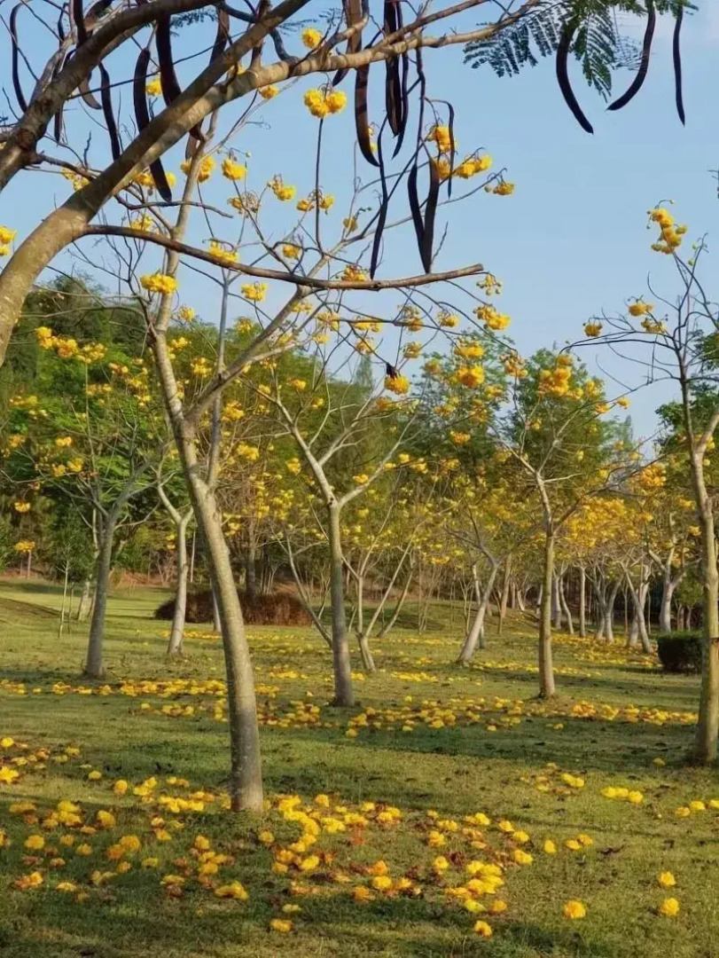 Suan Phueng Pa Wai Resort