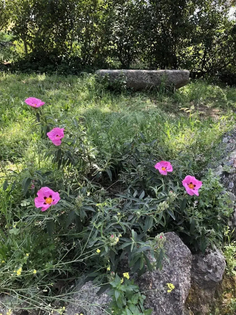 La Cerca Del Alcornoque