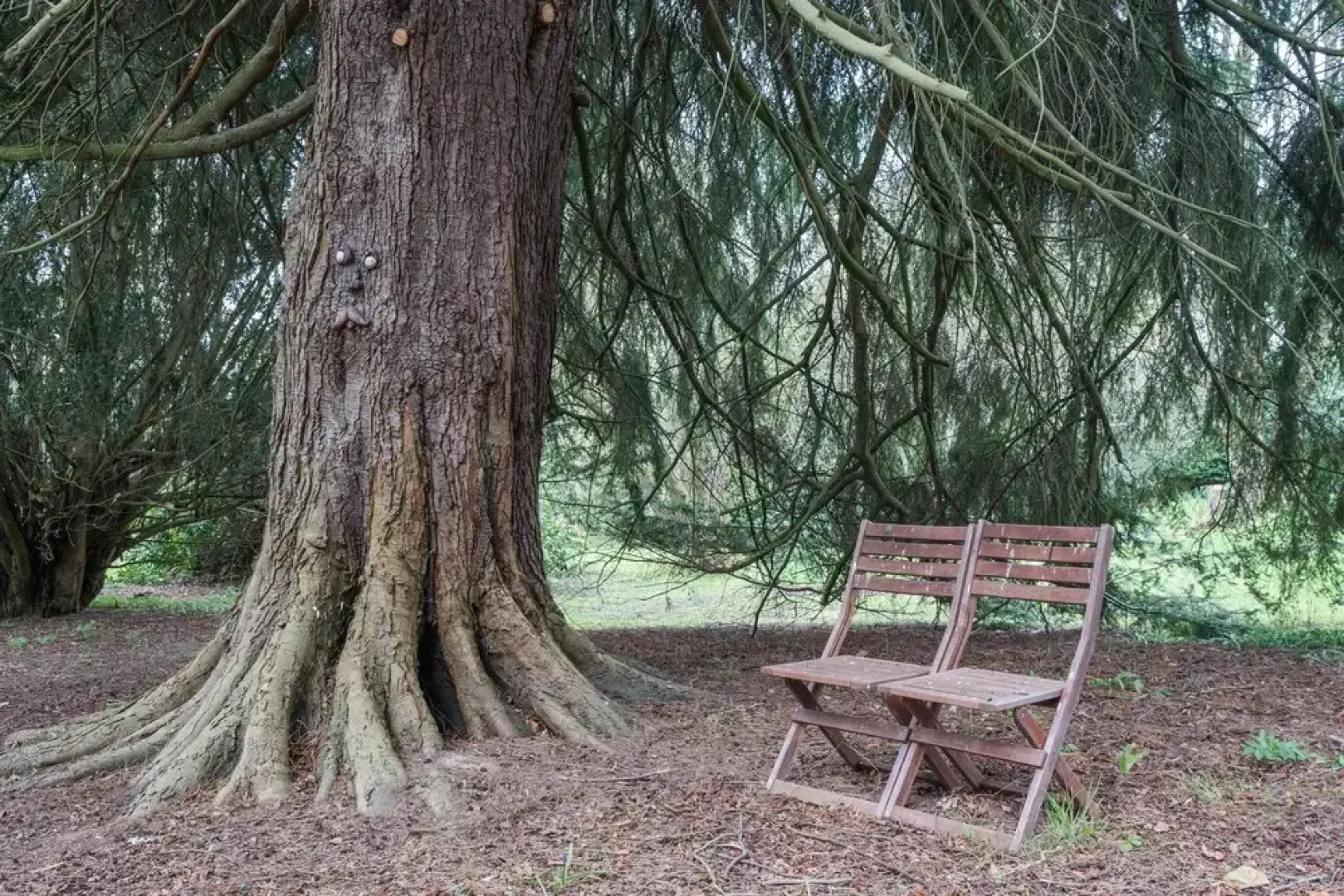 Punch Tree Cabins Cosy Cabin in the Woods for Two