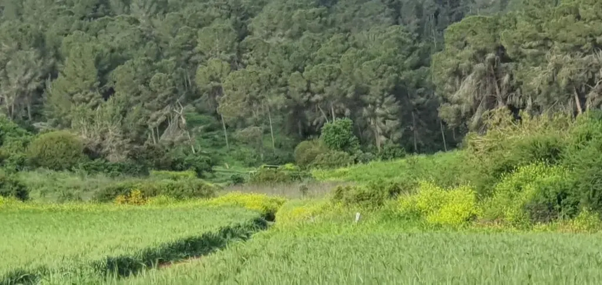 Hemdatya Stone Suites In The Galilee