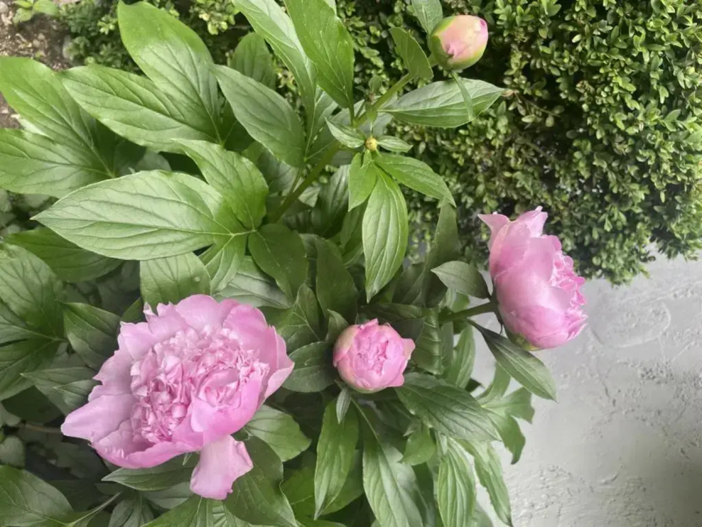 Albert's Lodge at Mt. Mitchell