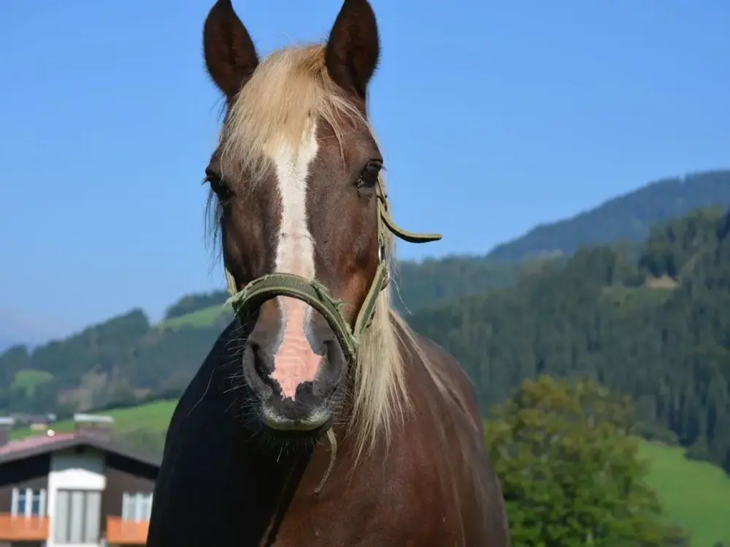 Spacious Holiday Home in Niedernfritz with Private Terrace
