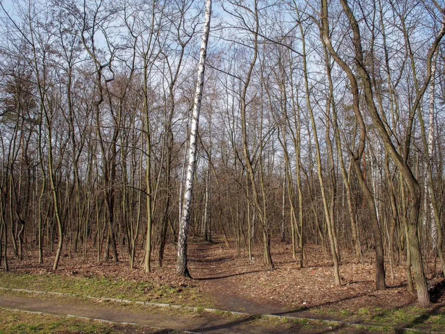 Noclegi Pod Brzozami