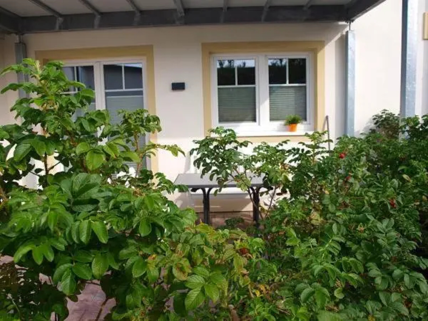 Austernfischer in Husum