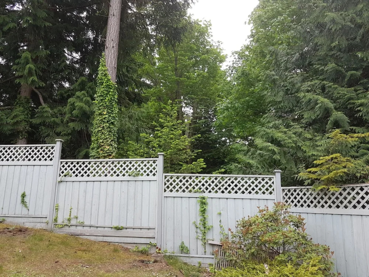 Forest Ocean View place