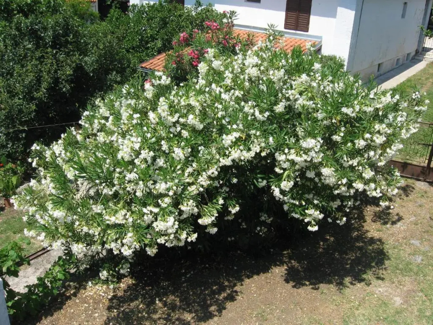 Guest House Oleander