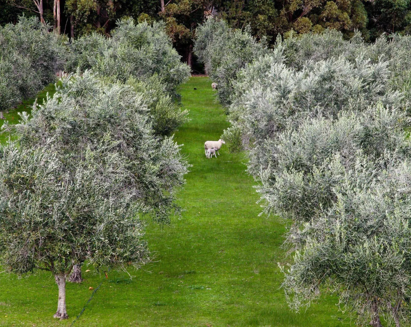 Olio Bello Lakeside Glamping