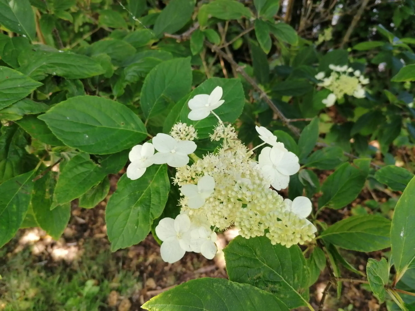 Pension Haus Anneliese