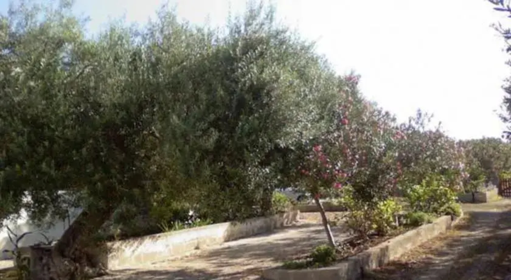Frescura Tra i Carrubi