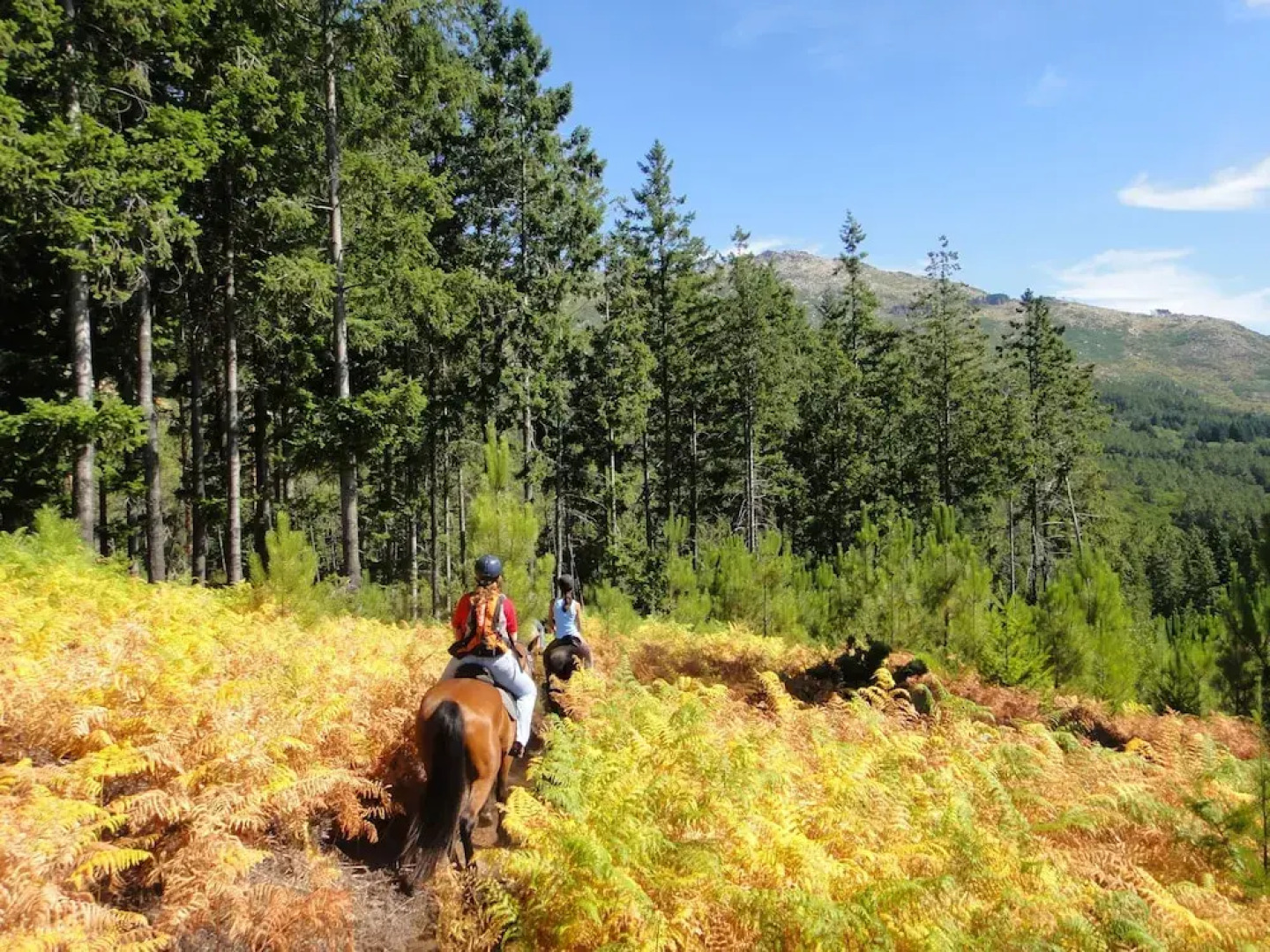 Tree Pool Villa in Arcos de Valdevez