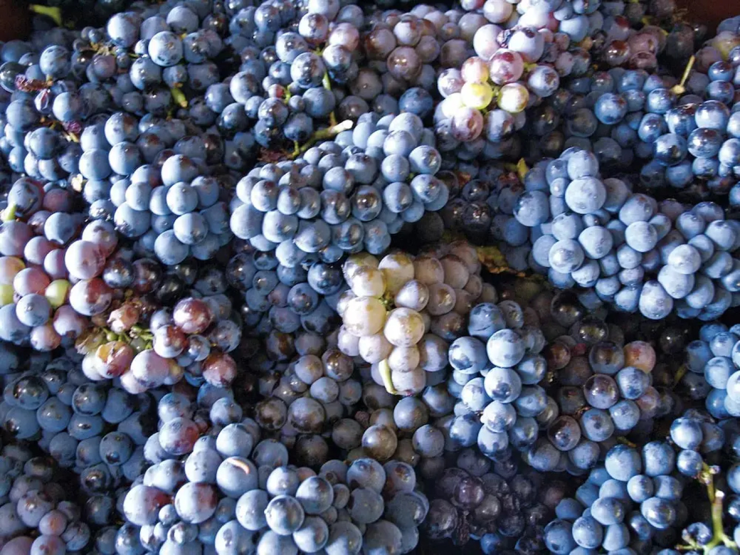 Charming Hunting Lodge near Loupian with garden