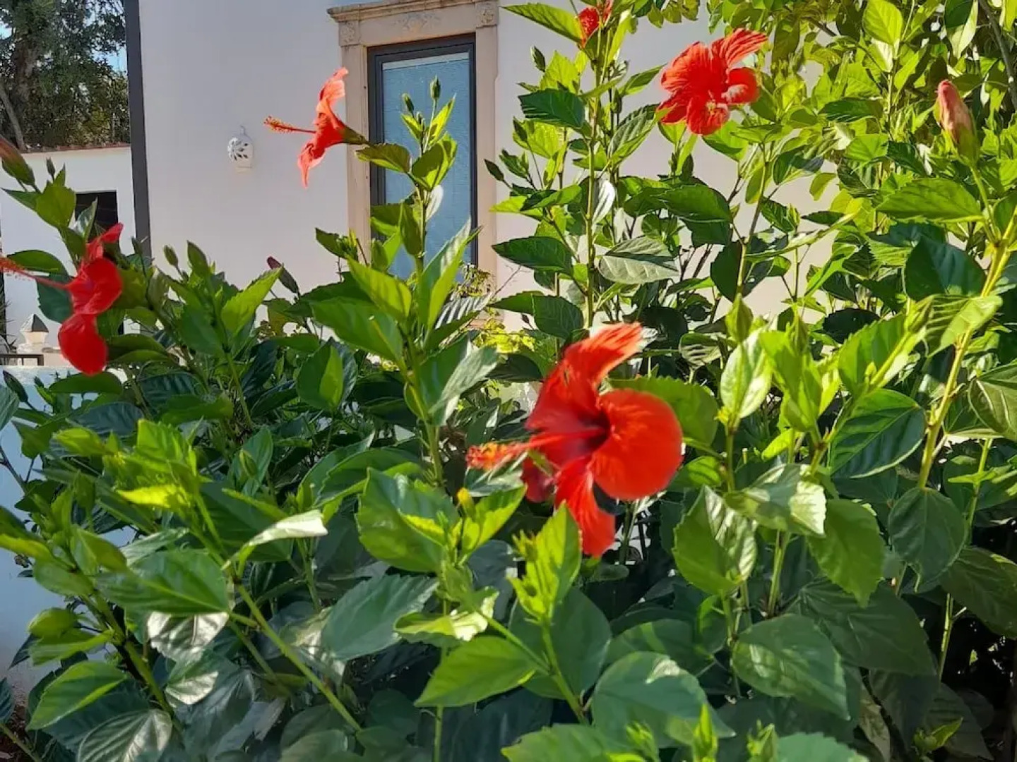 Tiny House Loule Algarve