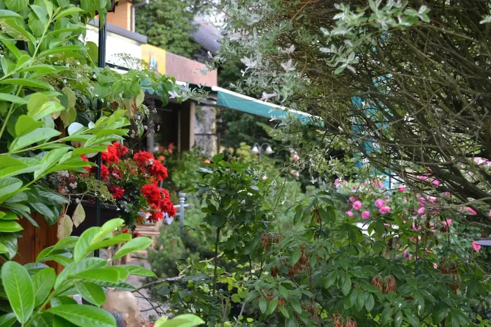 Forest Apartments & Rooms