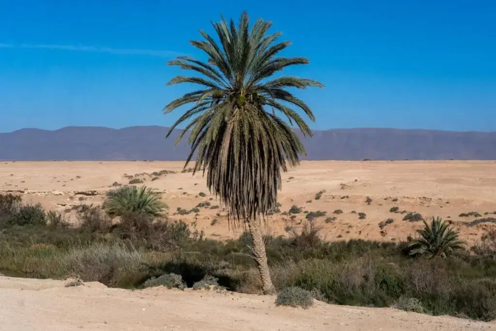 La Maison Saharaouie