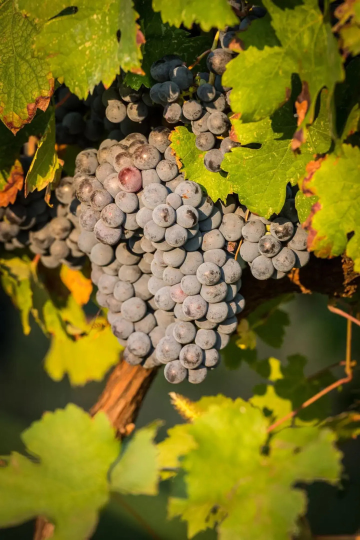 Rosmarino apartment with two bedrooms and one bathroom on the ground floor (apartment 1)