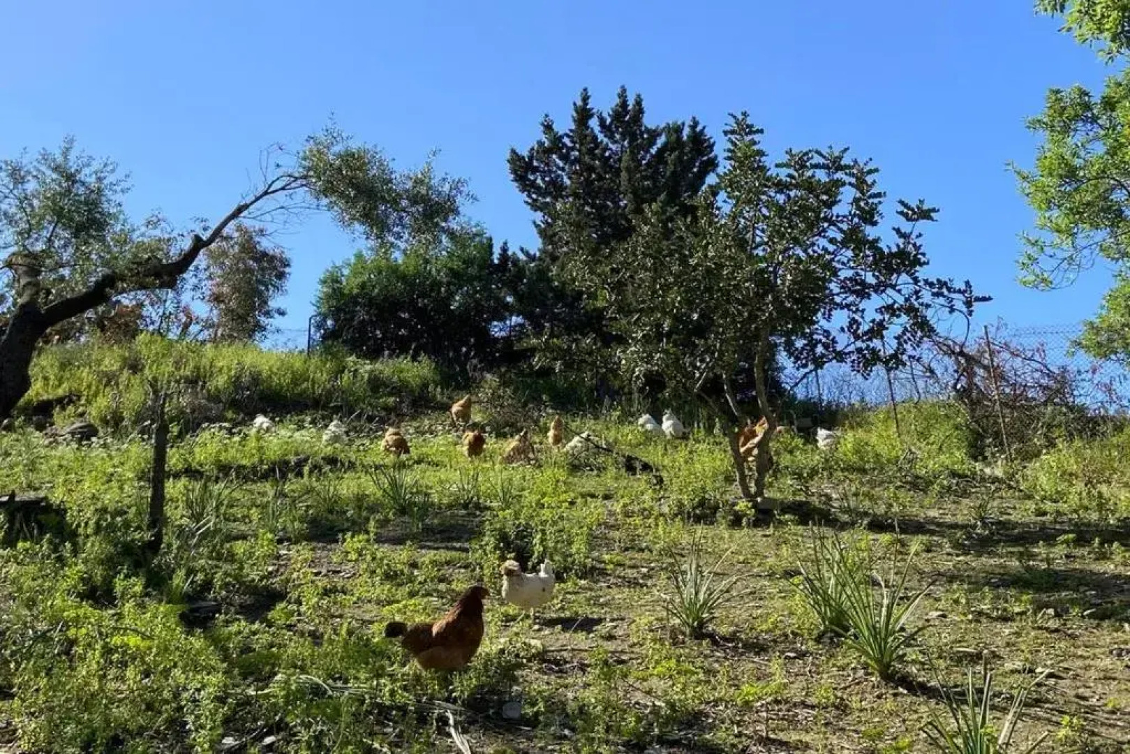 Country House Tenuta Taddore