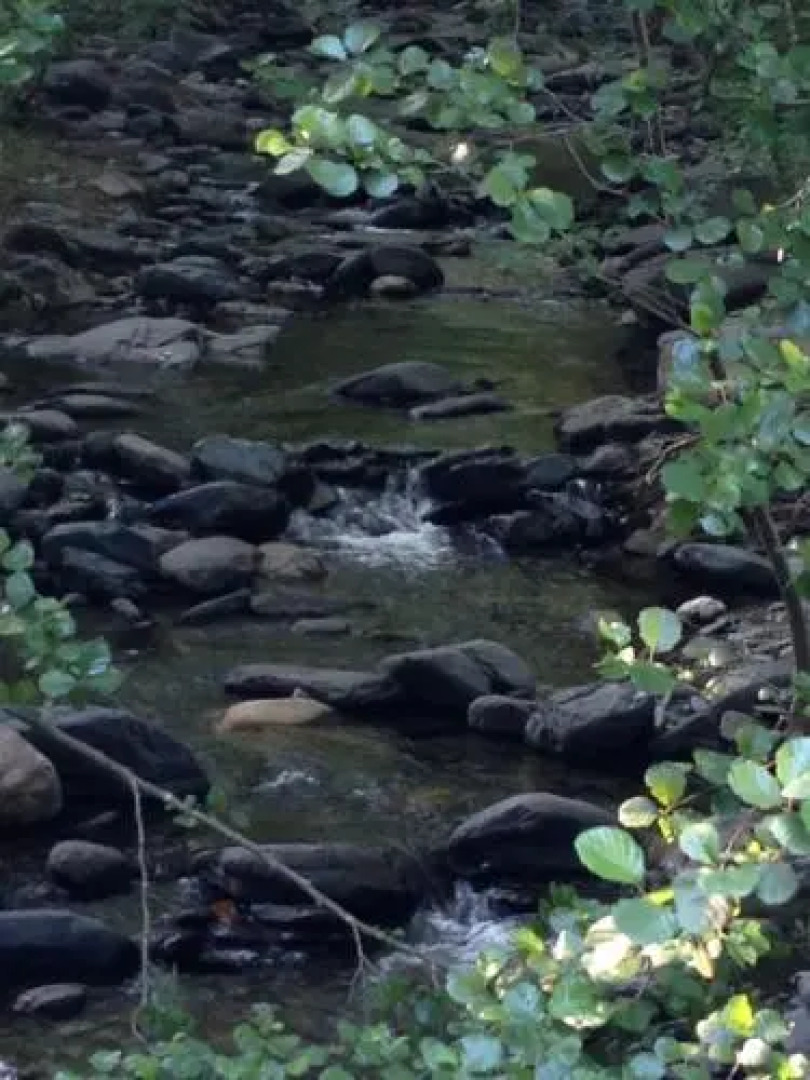 Montseny Suites & Apartments