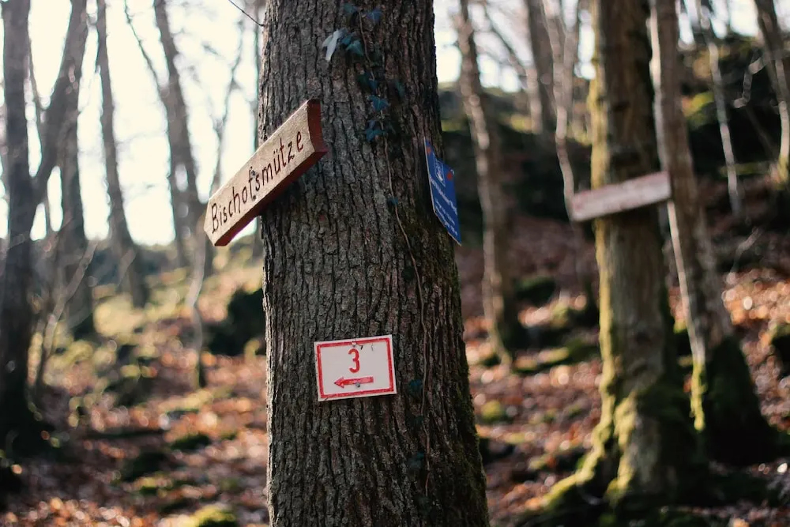 Acron Traben-Trarbach