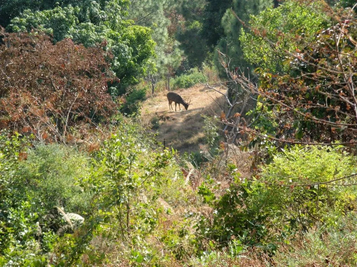 Auranya The Mystical Himalayan Retreat