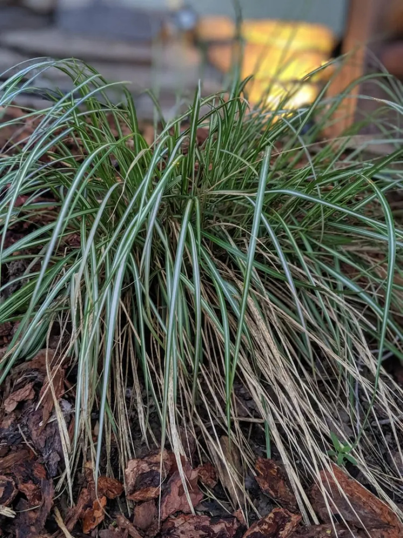 Sagebrush Inn and Suites