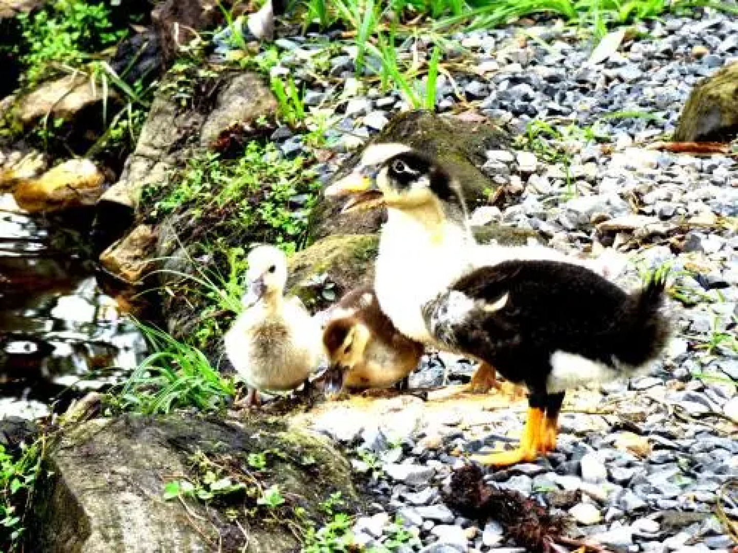 Shipasbamba Ecolodge