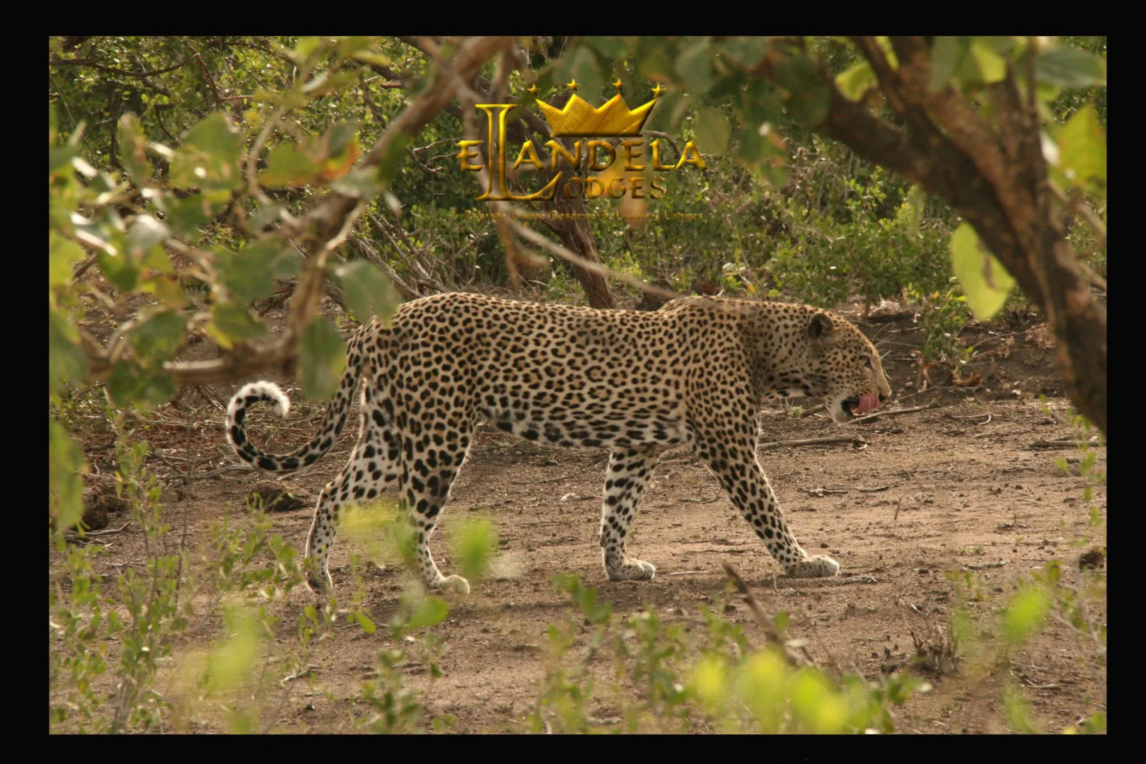 Elandela Private Game Reserve & Luxury Lodge