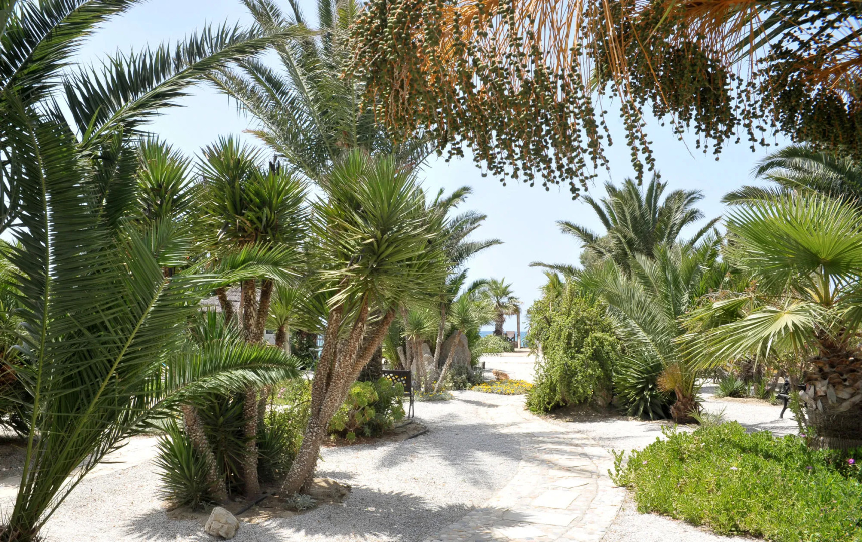 Medusa Resort & Suites