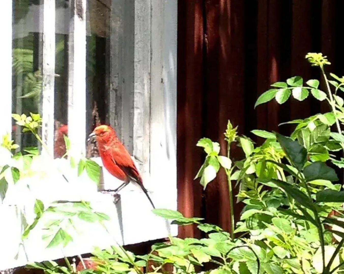 Volcano Artist Cottage