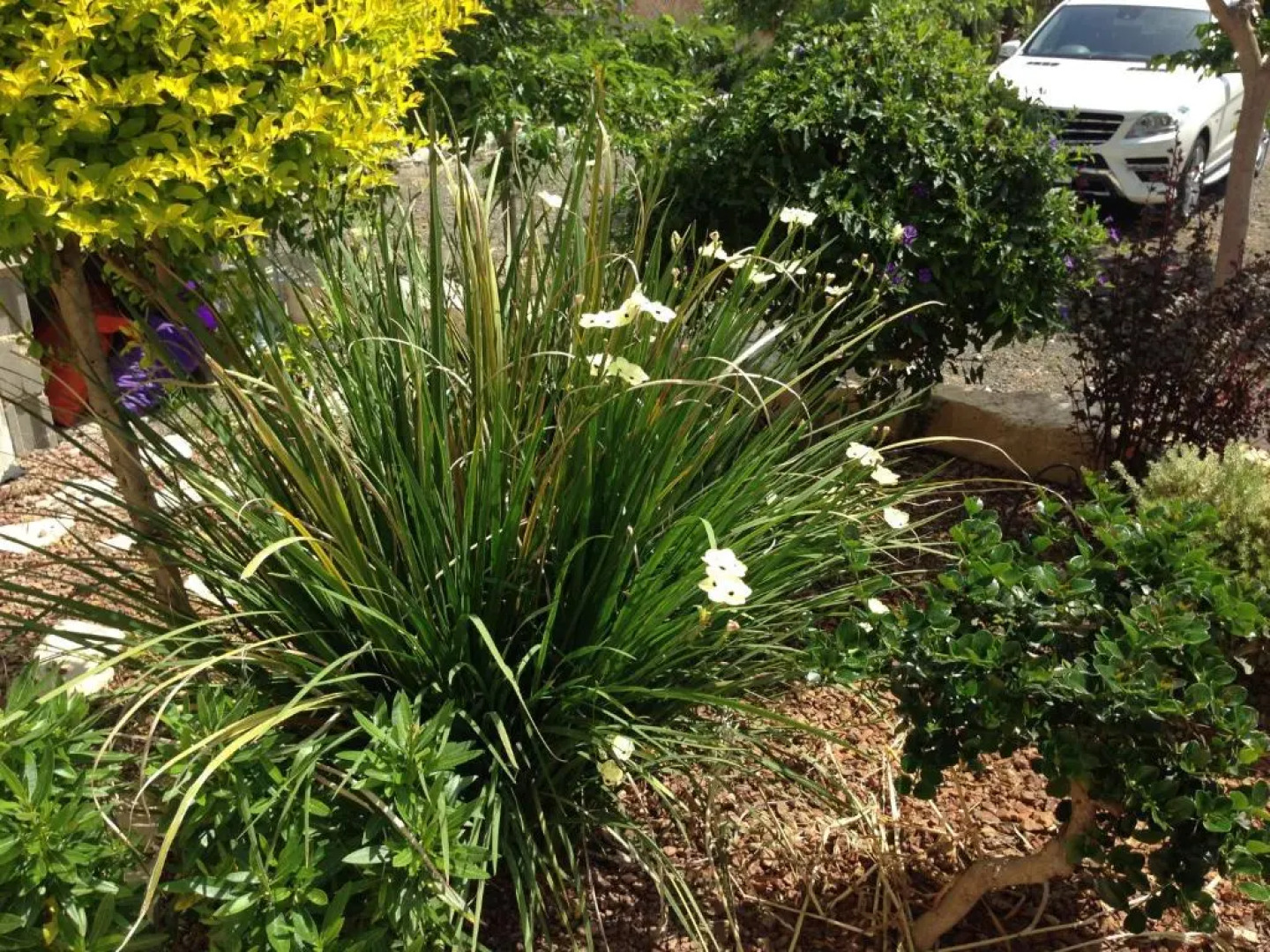 Paradise Traditional House