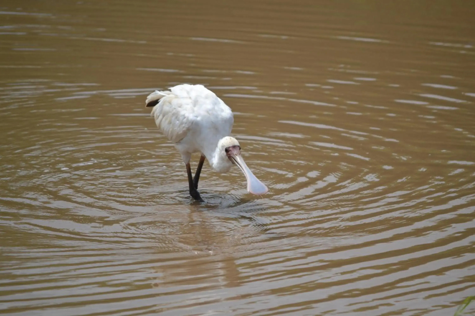 Africamps at White Elephant Safaris