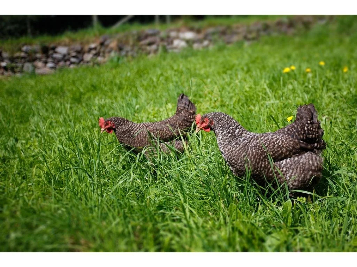 Agriturismo Miravalle