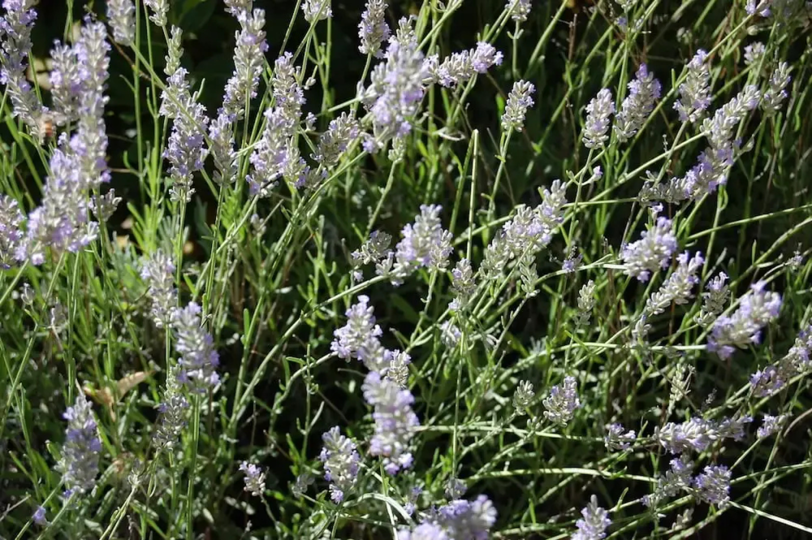 Residenza La Canonica