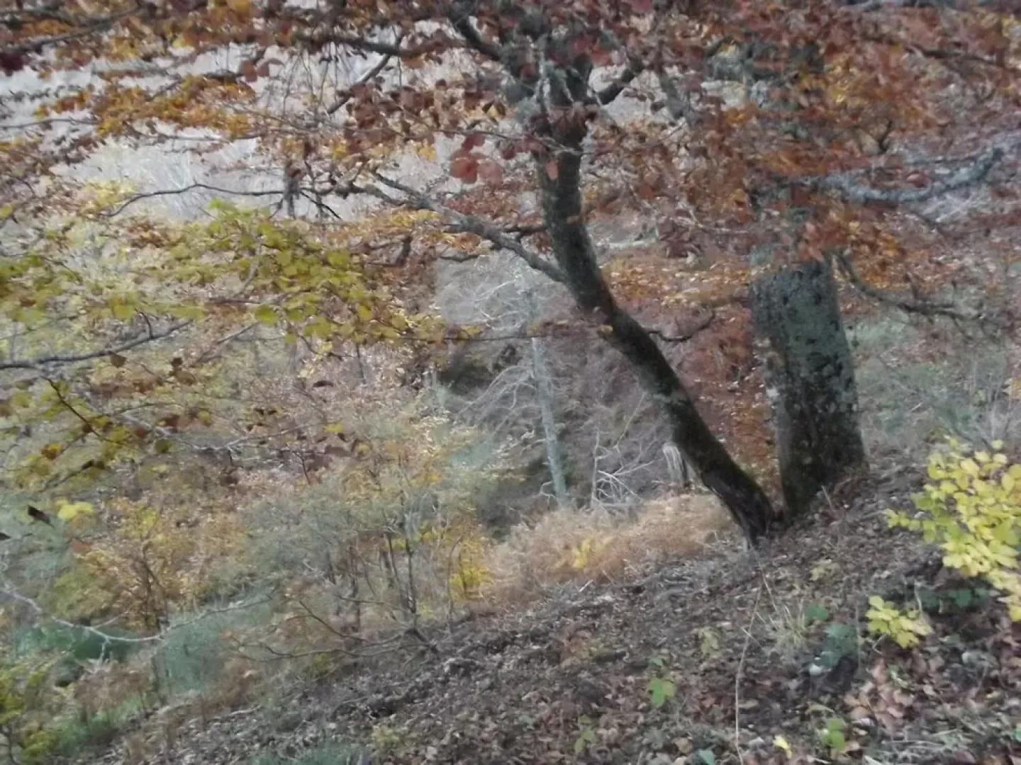La Montaña Palentina