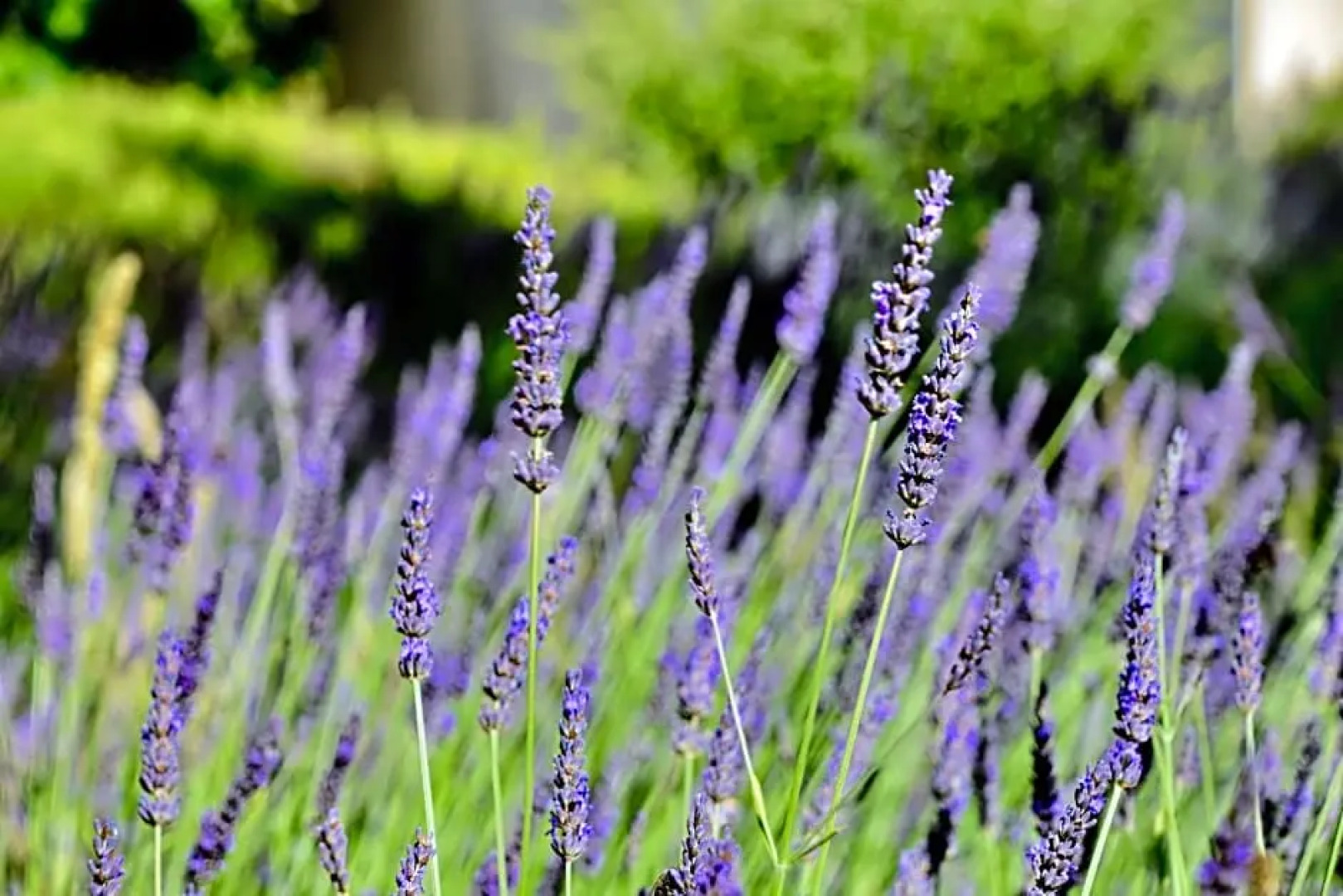 Le Jardin des Amandiers