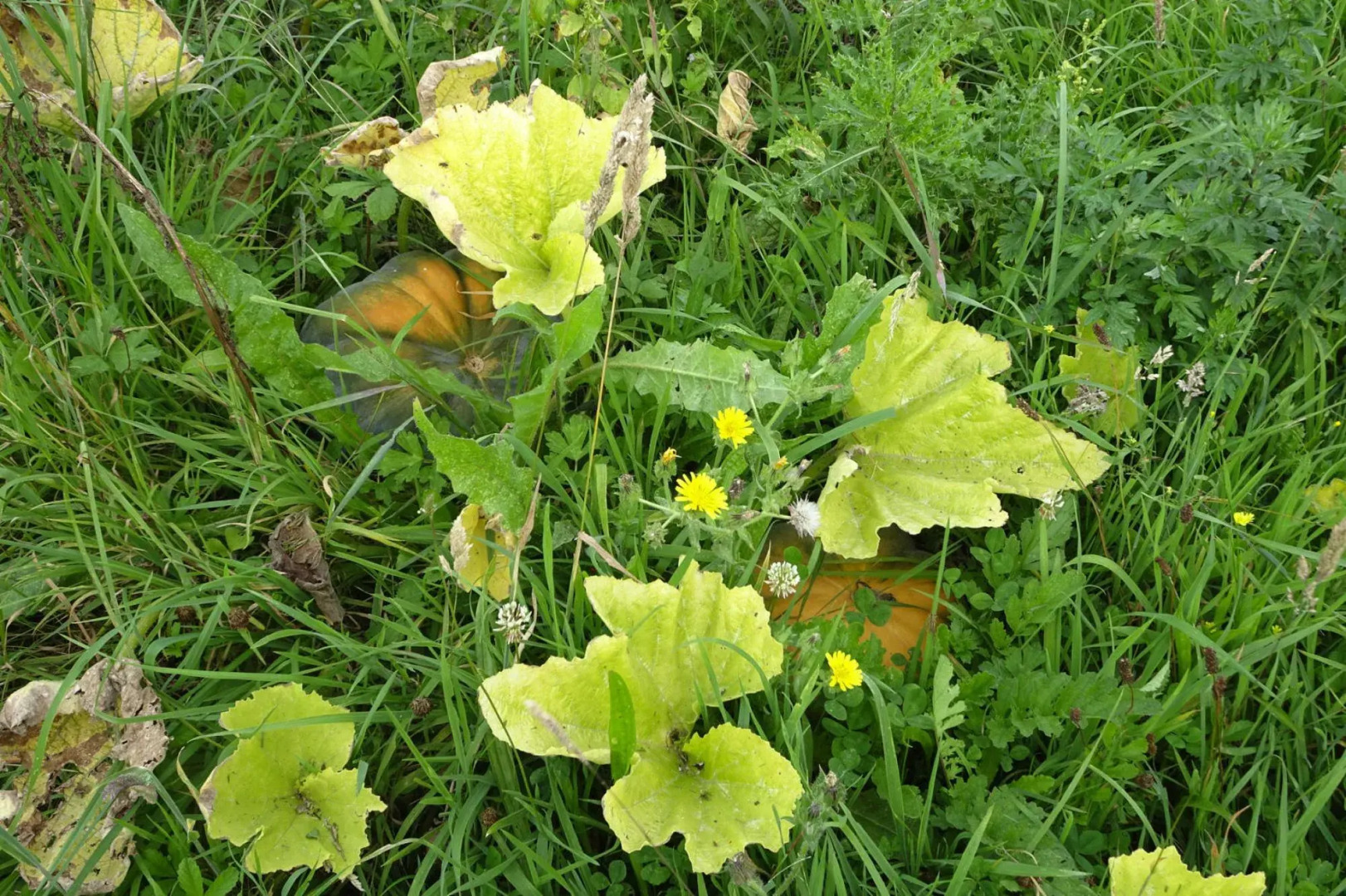 Semi-detached House, St. Meloir-des-ondes