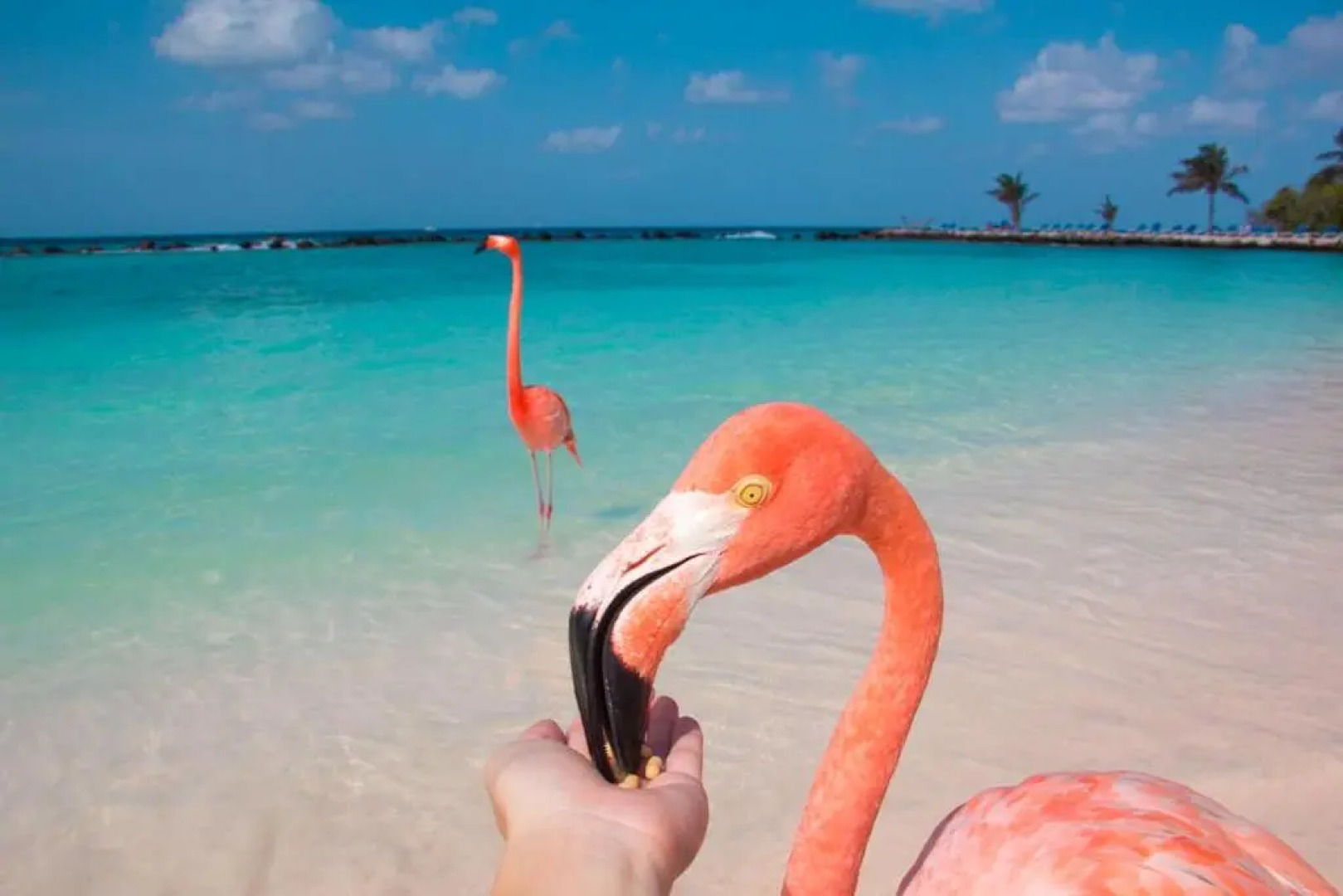 Beachfront Bella Horizonte 8