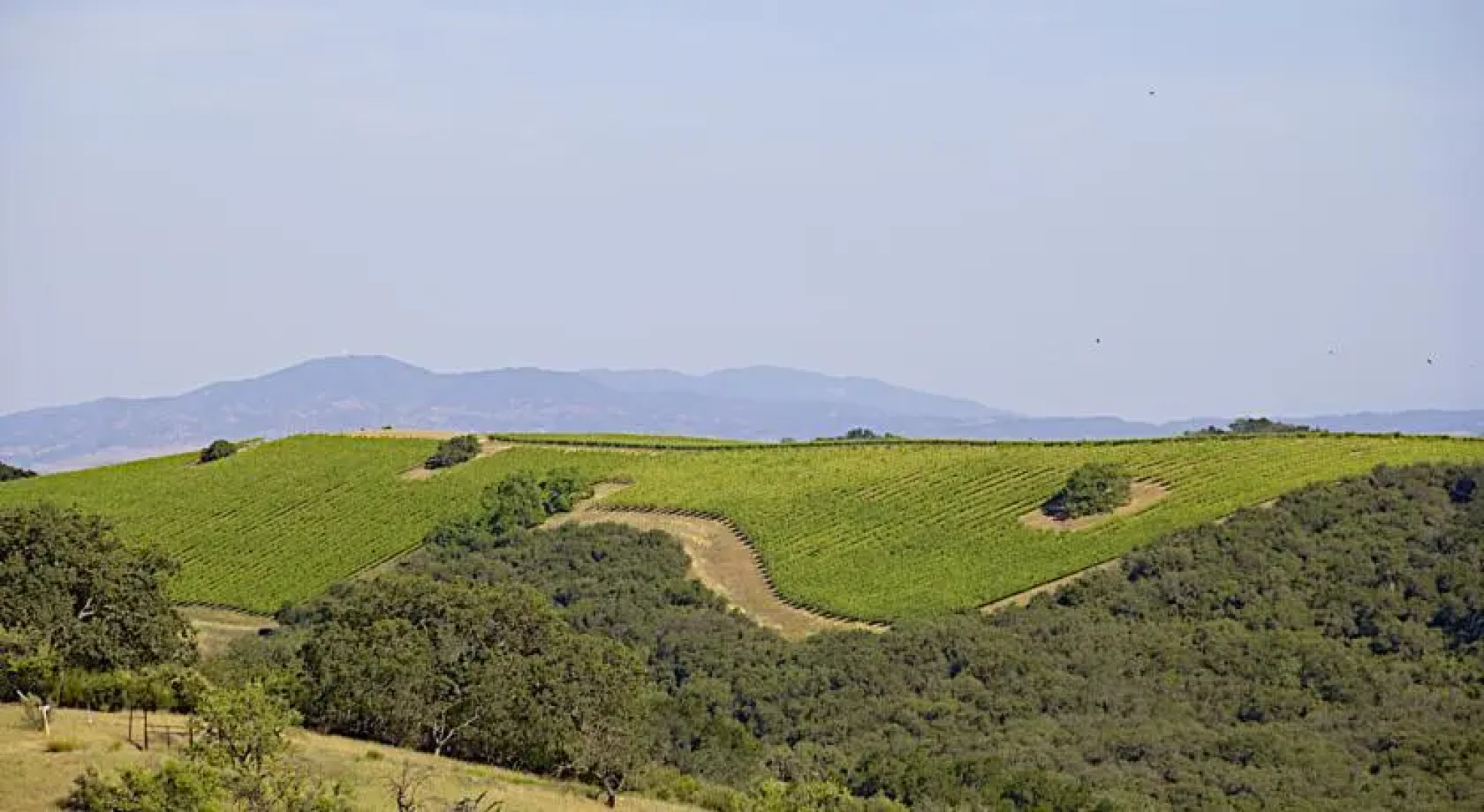 Carina Cellars Estate Vineyard