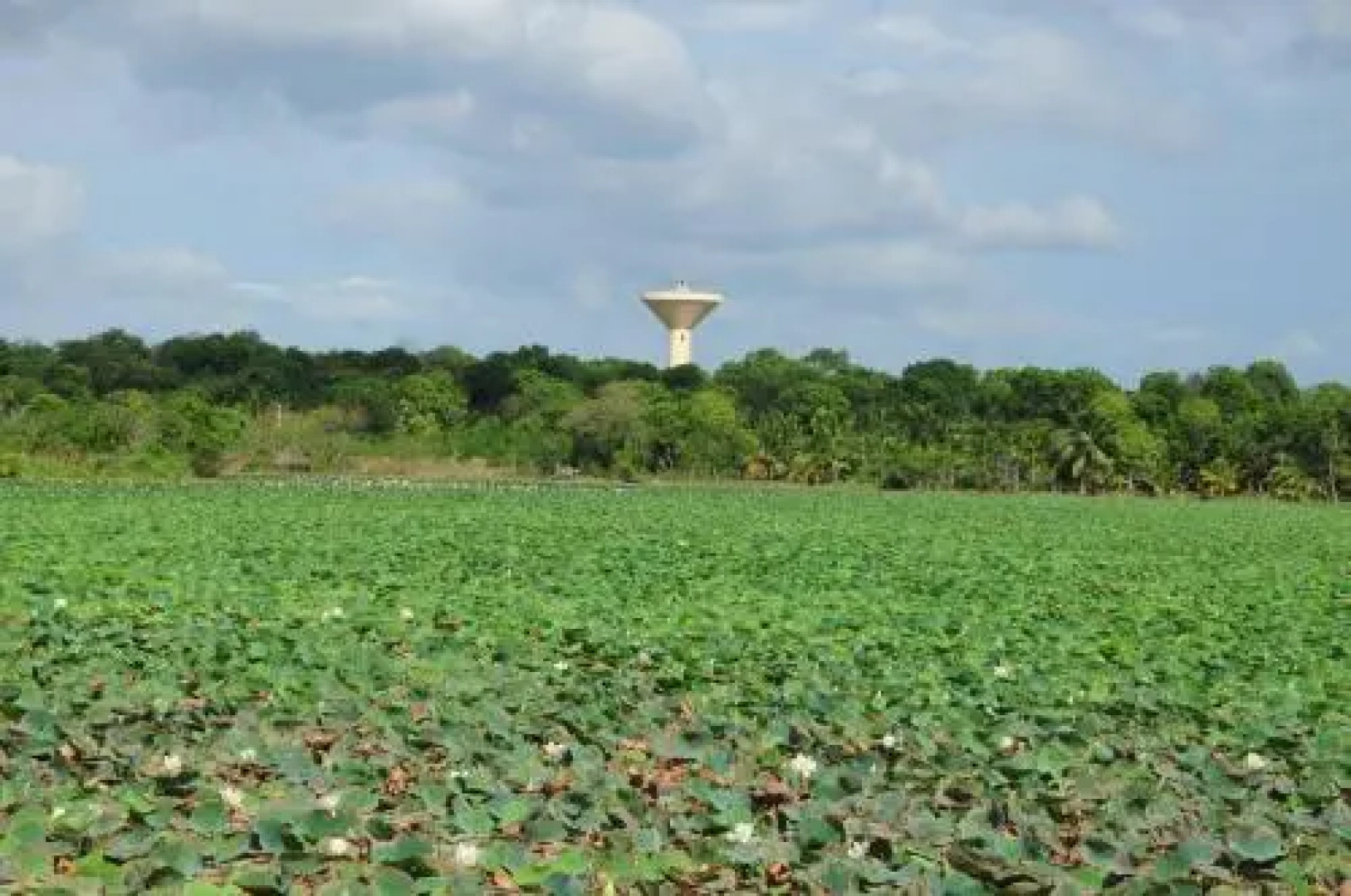 Goldan Oriale Guest House