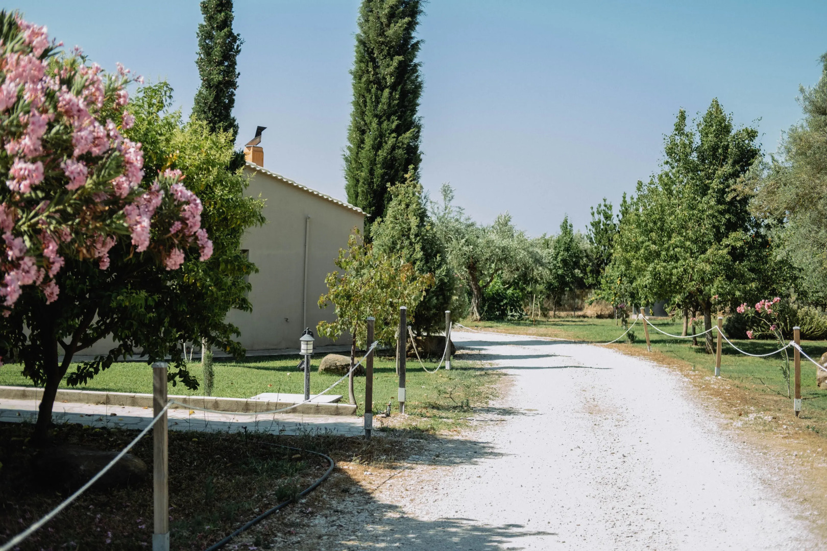 Socrates Organic Village - Wild Olive