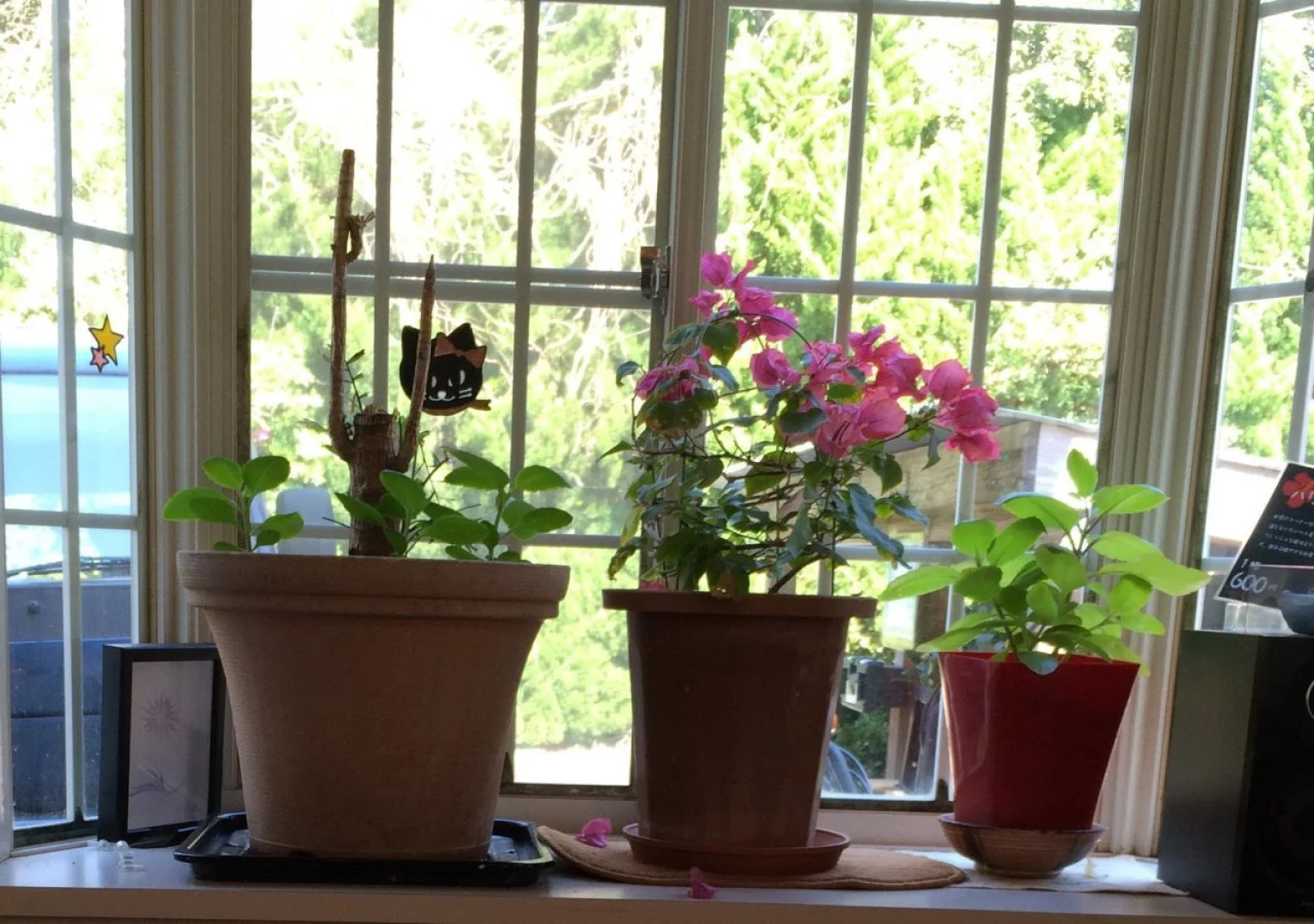 Guest House Shirahama R cafe – Caters to Women - Hostel